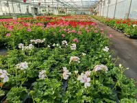 Lainé Horticulture