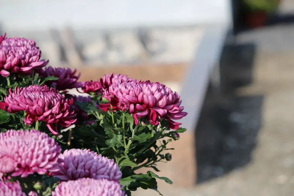 chrysantèmes
