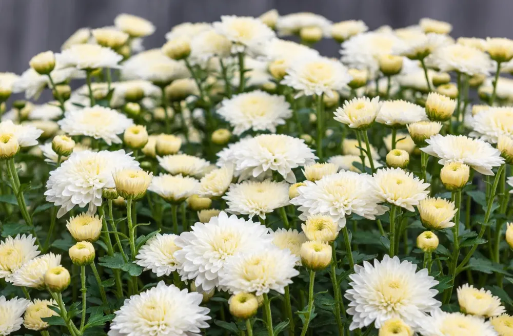 fleurs